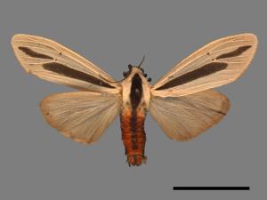 Creatonotos gangis[黑條灰燈蛾][00022207]