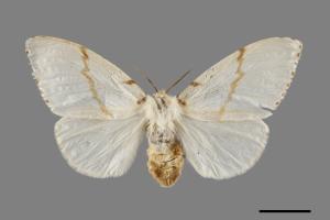 Lymantria xylina xylina[黑角舞蛾][00102297]