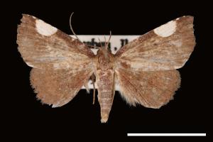 Pangrapta costinotata[00007825]