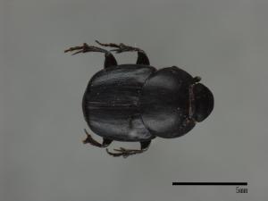 <已分類>Family：Scarabaeidae[金龜子科][00086216]