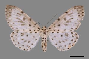 Antipercnia cordiforma[大胡麻斑星尺蛾][00038301]