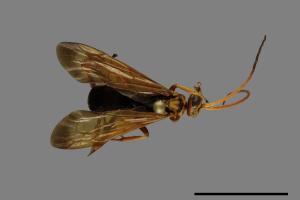 <已分類>Family：Pompilidae[蛛蜂科][00073877]