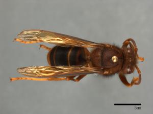 Vespa wilemani[威氏虎頭蜂][00099040]