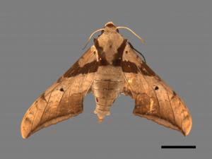 Ambulyx japonica angustifasciata[日本鷹翅天蛾][00017644]