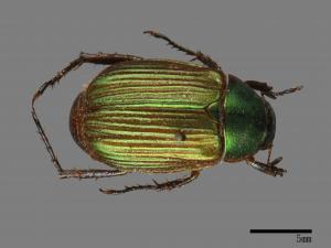 Anomala aulacoides[藍帶條金龜][00081343]