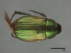 Anomala aulacoides[藍帶條金龜][00084272]