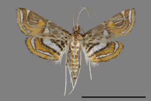 Paracymoriza cataclystalis[00099940]