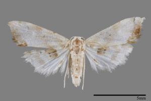 Holocryptis ussuriensis[00008571]