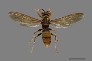 Polistes rothneyi[黃長腳蜂][00072572]