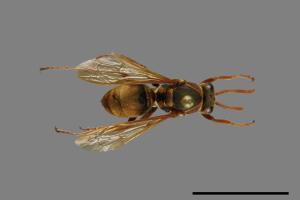 Polistes takasagonus[雙斑長腳蜂][00072807]