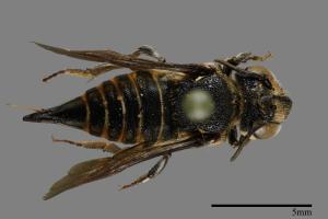 <已分類>Family：Megachilidae[切葉蜂科][00086538]