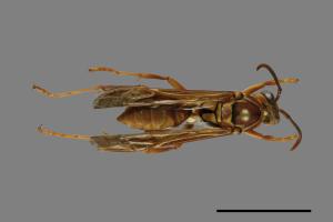 Polistes formosanus[00101191]