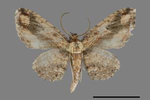 Ziridava kanshireiensis[扳手波尺蛾][00100799]