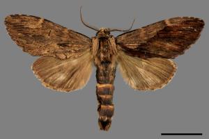 Allodontoides tenebrosus[00032279]
