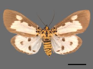 Asota plana lacteata[長斑擬燈蛾][00089287]