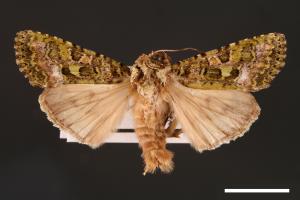 Euplexidia pallidivirens[00001913]