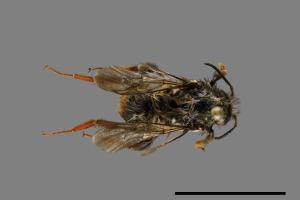 Bombus formosellus[信義熊蜂][00072344]