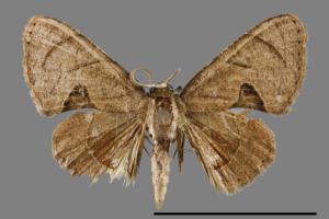 Phazaca kosemponicola[甲仙圓翅雙尾蛾][00012539]