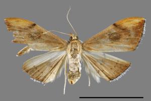 Hyalobathra coenostolalis[00063805]