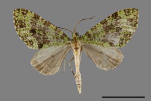 Tristeirometa decussata[綠波尺蛾][00094940]