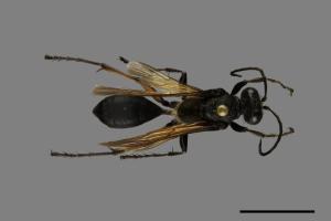 <已分類>Family：Sphecidae[細腰蜂科][00072561]