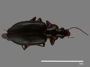 <已分類>Family：Carabidae[步行蟲科][00083008]