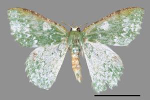 Chloromachia divapala[白波翠綠尺蛾][00052373]
