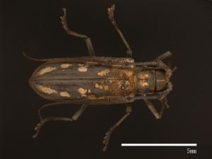 Batocera lineolata[白條天牛][00080860]