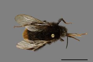 Bombus trifasciatus[威氏熊蜂][00015478]