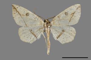 Entomopteryx rubridisca[雙目安尺蛾][00091472]