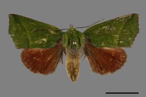 Clethrophora distincta[00093221]