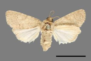 Spodoptera pecten[梳灰翅夜蛾][00000618]