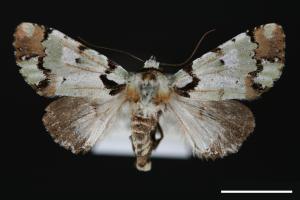 Moma abbreviata[簡繽夜蛾][00000259]