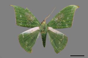 Tanaorhinus viridiluteatus[雙點鐮翅青尺蛾][00019857]