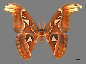 Attacus atlas formosanus[皇蛾][00016272]