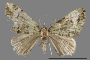 Apithecia viridata wilemani[墨綠小波尺蛾][00055156]