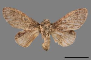 Syntypistis subgeneris subgeneris[淡紋舟蛾][00051962]