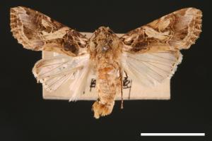 Spodoptera litura[斜紋夜蛾][00002785]