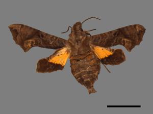 Neogurelea himachala sangaica[三角凹緣天蛾][00016585]