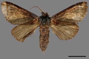 Neodrymonia seriatopunctata[黃肩舟蛾][00047313]