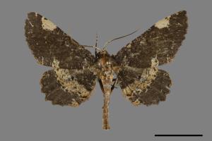 Abaciscus costimacula[雙斑鋸線尺蛾][00094885]
