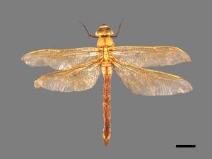 Anax parthenope julius[綠胸晏蜓][00103094]