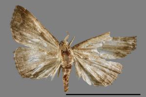 Herminia terminalis[00011651]