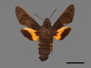 Macroglossum pyrrhosticta[黃斑長喙天蛾][00016918]