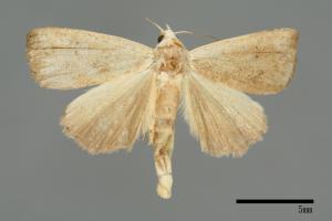 Rivula leucanioides[00008429]