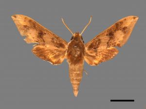 Rhagastis binoculata[雙斑白肩天蛾][00017731]