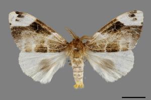 Pida decolorata maculosa[灰白毒蛾][00044235]