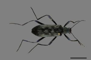 <已分類>Family：Tenebrionidae[擬步行蟲科][00084767]