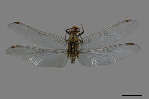 Orthetrum sabina sabina[杜松蜻蜓][00026221]