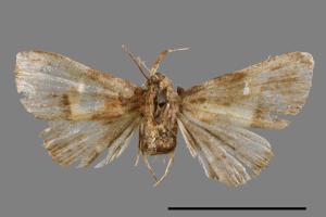 <已分類>Genus：Bertula[00010337]